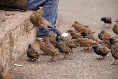 Boy feeding birds on harbour wall