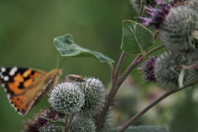 Close-up of butterfly pollinating on flower