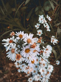 High angle view of white flowering plant on field