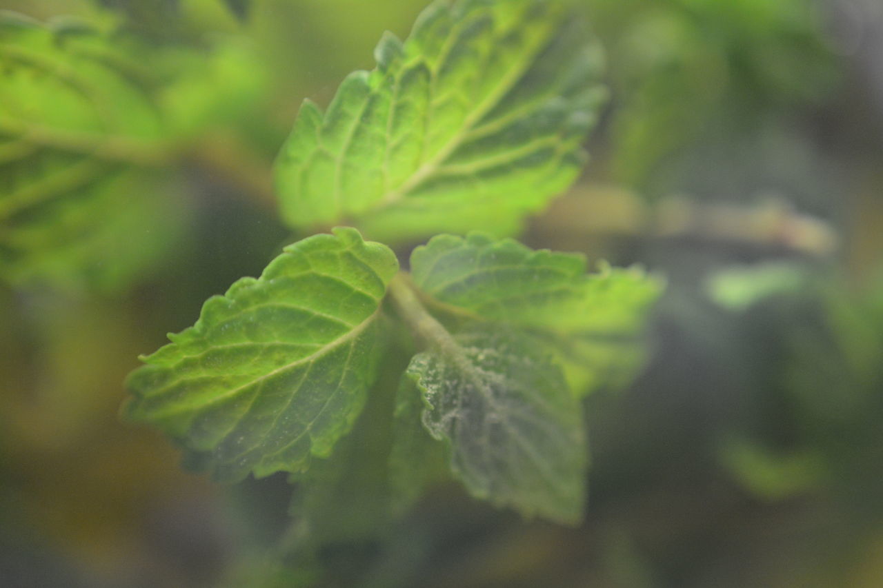 green, plant, leaf, plant part, food and drink, food, nature, growth, freshness, close-up, no people, flower, beauty in nature, healthy eating, vegetable, outdoors, macro photography, herb, selective focus, day, agriculture, medicine, tree, fruit, land, summer, botany, environment, focus on foreground