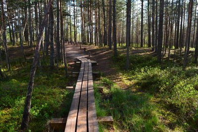 Empty road amidst trees in forest