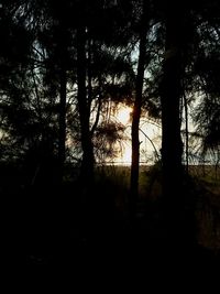 Silhouette of trees at sunset