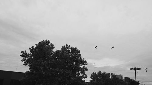 Low angle view of silhouette birds flying against sky