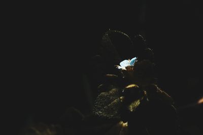 Close-up of silhouette plant against black background