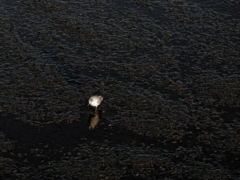 High angle view of cat on sand at night