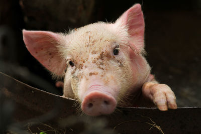 Close-up portrait of piglet at farm