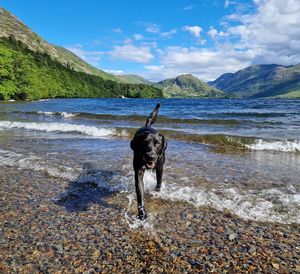 Dog running at beach