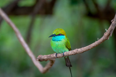 Close-up of bird perching on tree