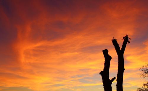 Low angle view of silhouette tree against orange sky