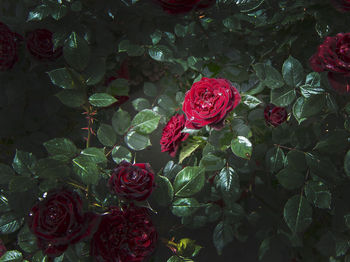 High angle view of rose bouquet on plant