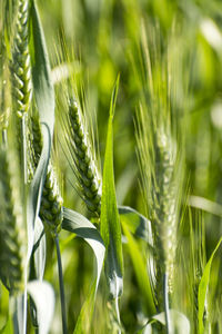 Close-up of wheat growing on field