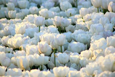 Close-up of white flowers