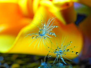Close-up of yellow flower