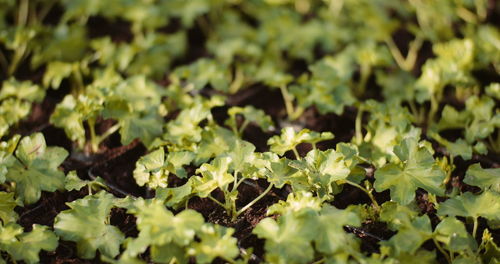 Full frame shot of plants