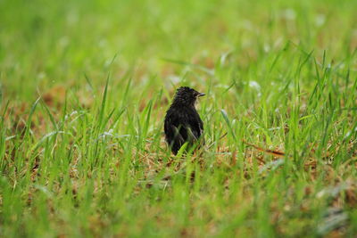 Bird perching on a field