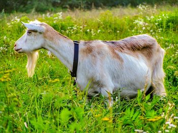 Side view of a horse on field