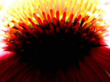 Extreme close up of red flower