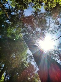 Sun shining through trees