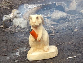 Dog looking away while sitting on rock