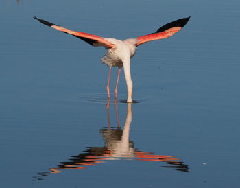 Bird flying over lake