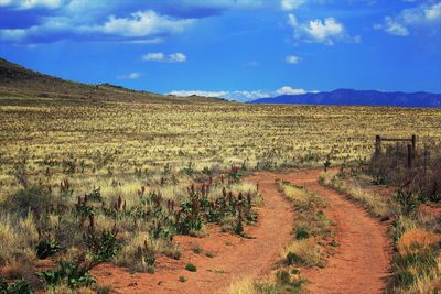 Scenic view of field against sky