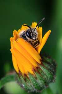 Close-up of bee on yellow flower