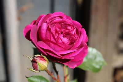 Close-up of pink rose