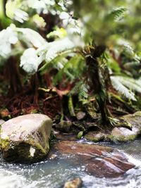 Close-up of fresh green leaf in water