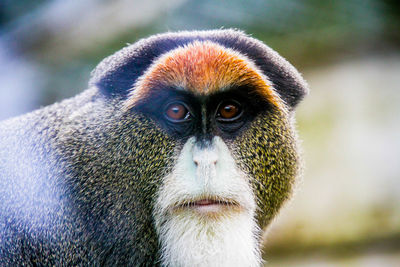 Portrait of monkey