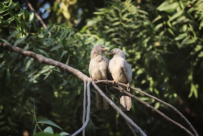 Low angle view of birds perching on tree