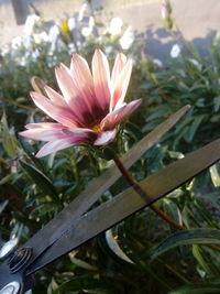 Close-up of flower blooming outdoors