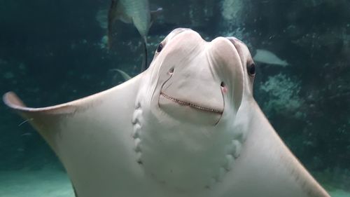 Close-up of fish swimming in aquarium