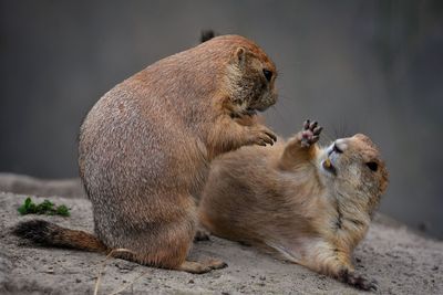 Two cats sitting outdoors