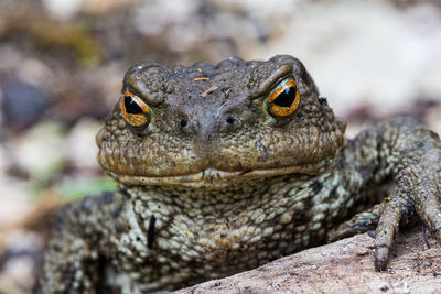 Close-up of a lizard