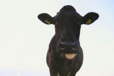 Close-up portrait of cow against clear sky