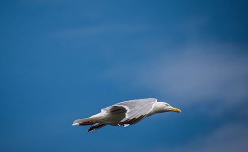 Low angle view of seagull flying against clear sky