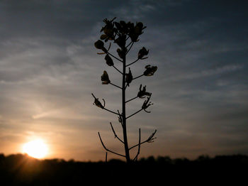 Close-up of silhouette tree against sunset sky