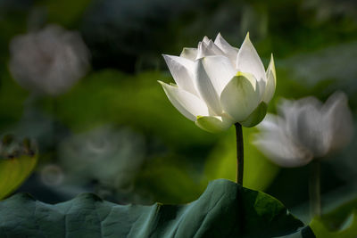 Close-up of white flowering plant