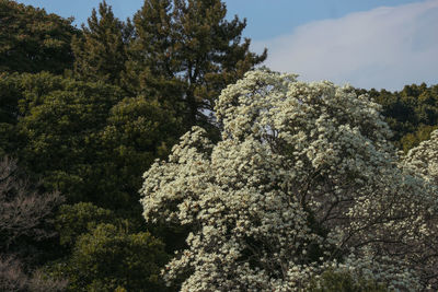 Low angle view of flowering tree against sky