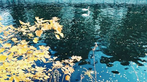 Reflection of trees in water