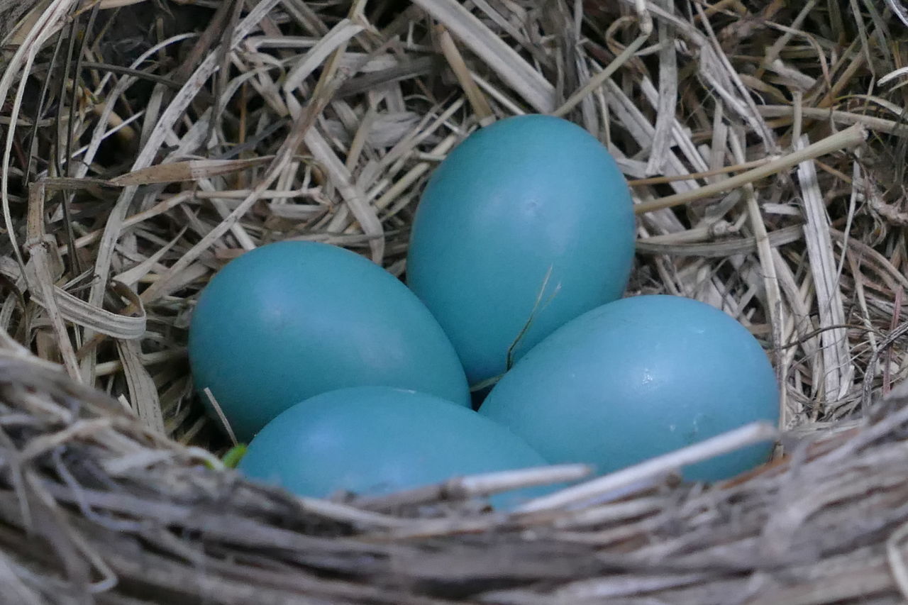 CLOSE-UP OF EGGS IN NEST ON BLUE