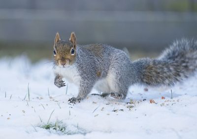 Close-up of squirrel on snow covered land