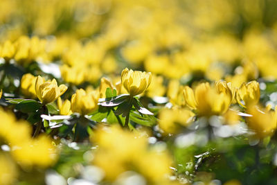 Close-up of yellow flowering plant on field