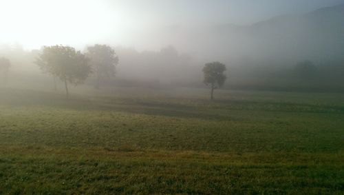 Scenic view of trees on field against sky