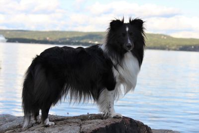 Black dog standing in lake