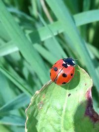 Close-up of ladybug on leaf