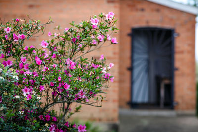 Close-up of pink flowering plant against building