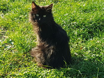 Portrait of a cat sitting on grass