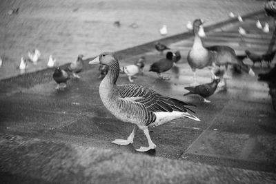 Side view of a bird