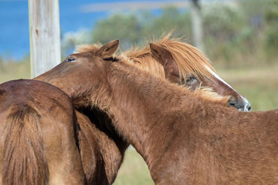 Horses standing on field